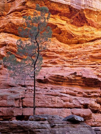 Tree against rock formations