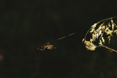 Close-up of spider on web