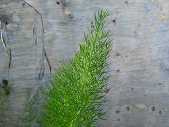 High angle view of plants growing on land