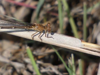 Close-up of dragonfly on wood