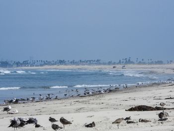 Scenic view of beach against clear sky