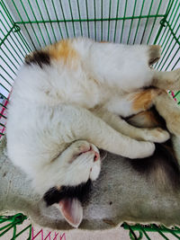High angle view of cat sleeping