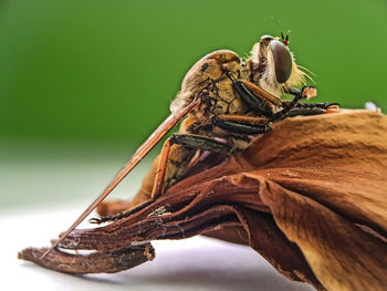Close-up of insect
