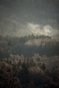 High angle view of trees in forest against sky