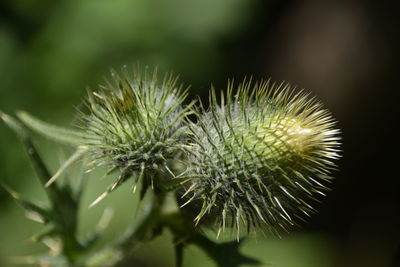 Close-up of dandelion on plant