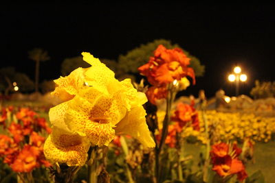 Close-up of flower blooming at night