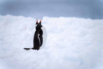 Gentoo penguin stands in deep snow squawking