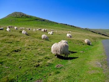 Sheep grazing on grassy field against clear sky