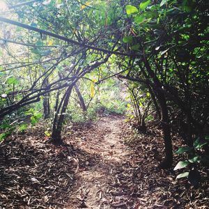 Footpath in park