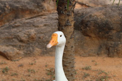 Close-up of a bird on a land