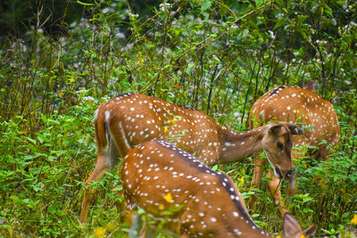 Giraffe in a forest