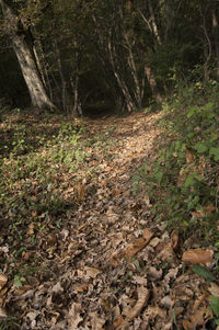 Plants growing in forest
