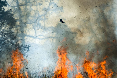Close-up of forest fire