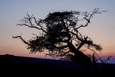 Low angle view of silhouette tree against sky at sunset