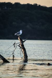 Bird perching on driftwood against sea