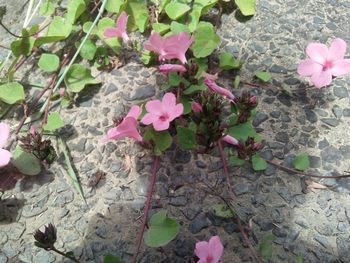 High angle view of pink flowers blooming outdoors