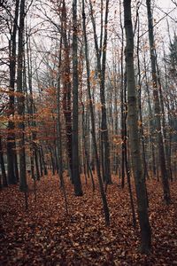 Trees in forest during autumn