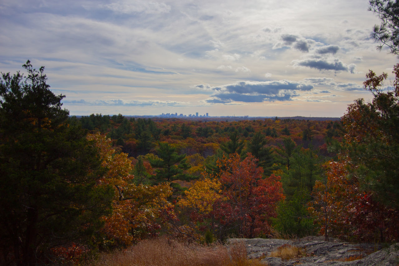 SCENIC VIEW OF TREES DURING AUTUMN