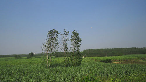 Scenic view of agricultural field against clear sky