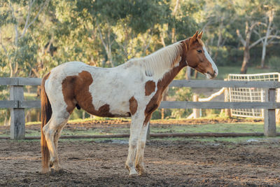 Side view of horse standing on field