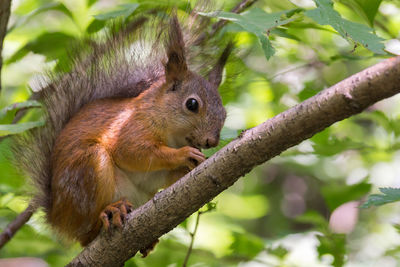 Close-up of squirrel on tree