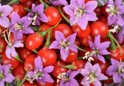 Full frame shot of red flowers and plants