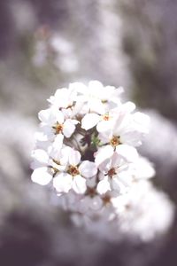 Close-up of white flowers on tree