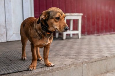 Dog running on footpath