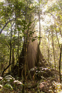 Trees in forest