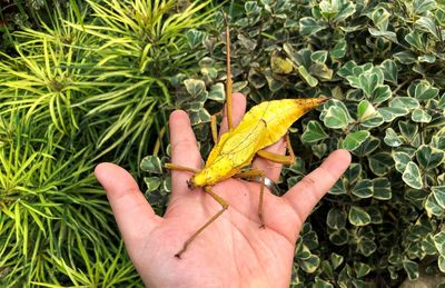 Cropped image of person holding yellow leaves