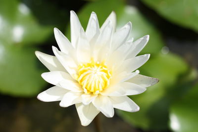 Close-up of white flower