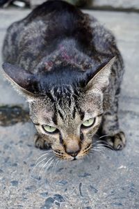 Close-up portrait of a cat