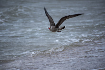 Seagull flying over sea