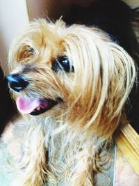 Close-up of dog looking away