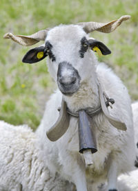 Close-up of goat on field