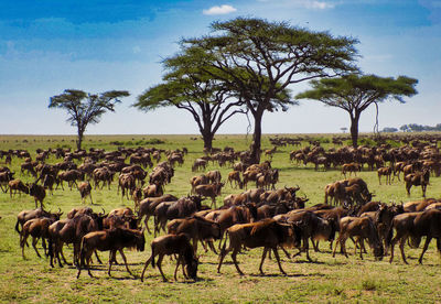 Migrating wildebeest