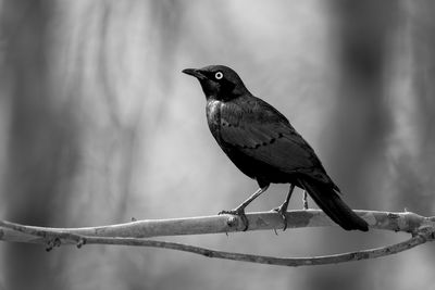 Close-up of bird perching on branch