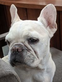 Close-up of a dog looking away