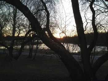 Bare trees on lakeshore