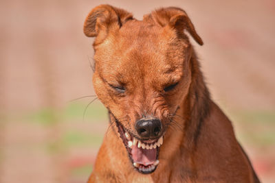 Close-up of a dog