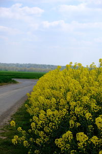 Yellow flowering plants on field against sky