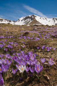 View of flowering of crocus vernus in campo imperatore, gran sasso d'italia, abruzzo