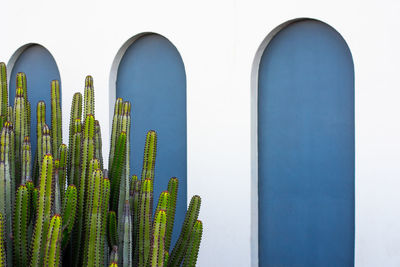 Close-up of plant against wall