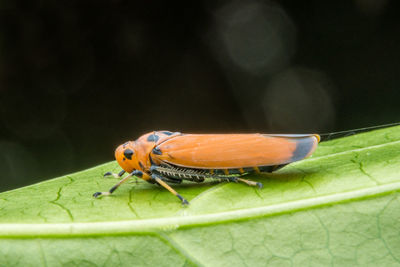 Close-up of insect on leaf