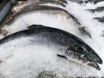Close-up of fish for sale