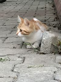 High angle view of cat sitting on footpath