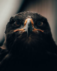 Close-up portrait of a bird