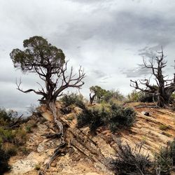 Trees on landscape against sky