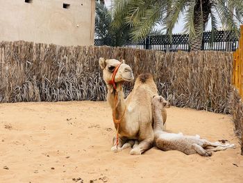 Side view of horse on field