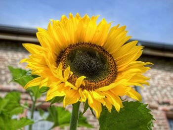 Close-up of sunflower